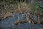 große Füße, kleine Ohren... Europäischer Uhu *Bubo bubo* in der Felswand