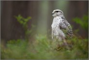 im typischen Lebensraum... Gerfalke *Falco rusticolus*, weiße Morphe