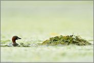 Nestbau... Zwergtaucher *Tachybaptus ruficollis *