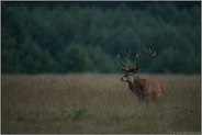 in der Dämmerung... Rothirsch *Cervus elaphus* im hohen Gras einer Wildwiese