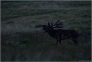 spät in der Nacht... Rothirsch *Cervus elaphus*, Rotwildbrunft, röhrender Hirsch