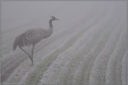 dichter Nebel über den Feldern... Grauer Kranich *Grus grus* während der Kranichrast