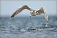 take off... Silbermöwe *Larus argentatus* beim Start aus dem Wasser heraus, Anflug frontal