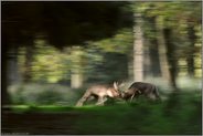 harte Kämpfe... Damwild *Dama dama*, zwei Damhirsche kämpfen miteinander