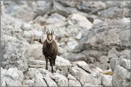 im Felsenmeer... Gämse *Rupicapra rupicapra*, Gams in einem Geröllfeld in den Kalkalpen
