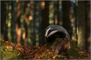 über Stock und Stein... Europäischer Dachs *Meles meles* im Wald unterwegs