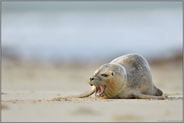 wehrhaft... Seehund *Phoca vitulina * am Strand liegend