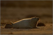 Steuerpinne... Kegelrobbe *Halichoerus grypus*, Jungtier im abendlichen Gegenlicht