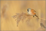 auf einem Schilfhalm sitzend... Bartmeise *Panurus biarmicus * frisst von den Samen einer Schilfrispe