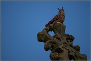 bei Einbruch der Dunkelheit... Europäischer Uhu *Bubo bubo* sitzt auf einem Kirchenkreuz