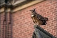 das Männchen... Europäischer Uhu *Bubo bubo* in der Herbstbalz
