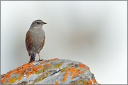 hab' acht... Alpenbraunelle *Prunella collaris*, Vogelart des Hochgebirges