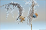 Kamerablick... Bartmeise *Panurus biarmicus*, Pärchen bei der Nahrungssuche an Schilfrispen