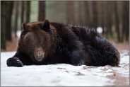 Augenaufschlag... Europäischer Braunbär *Ursus arctos* kühlt sich in Schneeresten ab