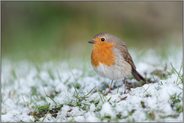 in nassem Schnee... Rotkehlchen *Erithacus rubecula* bei einem Wintereinbruch