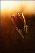 im Gegenlicht... Gewöhnliche Kuhschelle *Pulsatilla vulgaris*