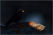 Vogel der Berge... Alpendohle *Pyrrhocorax graculus* im letzten Spotlight