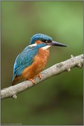am Bachlauf... Eisvogel *Alcedo atthis* im Frühjahr