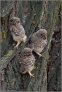 zu dritt... Steinkauz *Athene noctua*, Nachwuchs bei den Steinkäuzen, 3 Ästlinge auf Erkundungstour