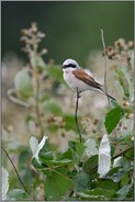 auffällig unaufällig... Neuntöter *Lanius collurio*, Männchen bei der Jagd auf Insekten