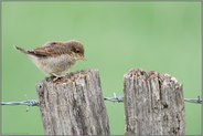 Jungspund... Neuntöter *Lanius collurio*, gerade eben flügger Jungvogel entdeckt die Welt