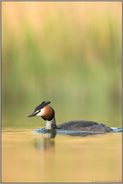 Stille am See... Haubentaucher *Podiceps cristatus* auf natürlichem Gewässer