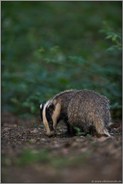 im Waldboden... Europäischer Dachs *Meles meles*, junger Dachs auf Nahrungssuche