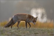 weiches Gegenlicht... Rotfuchs *Vulpes vulpes* im Winterfell, läuft bei der Jagd am Waldrand über eine kleine Anhöhe