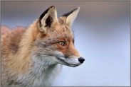 Reineke Fuchs... Rotfuchs *Vulpes vulpes*, Nahaufnahme, Kopfporträt - die Geschichte vom schlauen, boshaften Fuchs