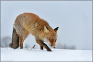 Nahrungsdepot... Rotfuchs *Vulpes vulpes* gräbt im Schnee nach Nahrung