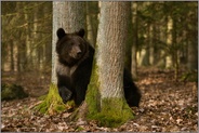 zwischen zwei Bäumen... Europäischer Braunbär *Ursus arctos* im Wald