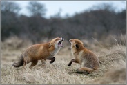 ungewollte Begegnung... Rotfüchse *Vulpes vulpes* während der Ranzzeit