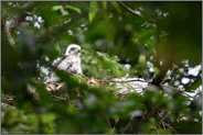 versteckt in den Baumkronen... Habicht *Accipiter gentilis*, Habichtküken, Nestling auf dem Horst