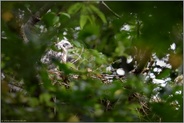 erst auf den zweiten Blick... Habicht *Accipiter gentilis*, Habichtweibchen mit Nachwuchs am Nest
