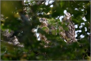 lustige Gesellen... Habicht *Accipiter gentilis*, bald flügge Habichtküken auf ihrem Horst in den Baumkronen, Mitte Juni