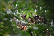seltener Besuch... Habicht *Accipiter gentilis*, Altvogel auf dem Horst gemeinsam mit älteren Jungvögeln