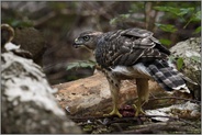 fressend... Habicht *Accipiter gentilis*,  Jungvogel auf einer Waldlichtung am Boden mit Beute