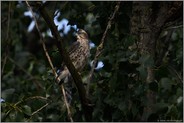 Junghabicht... Habicht *Accipiter gentilis*, Jungvogel im Baum sitzend