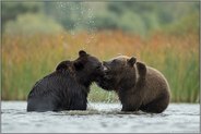 Kräftemessen... Europäischer Braunbär *Ursus arctos* streiten im flachen Wasser eines Sees