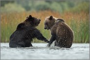 im kühlen Nass... Europäischer Braunbär *Ursus arctos*, zwei Bären im Kampf