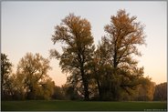 Herbstzeit... Meerbusch *Langst-Kierst*, Laubverfärbung in den Auen und Wiesen am Rhein