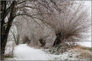 Schneespaziergang... Ilvericher Altrheinschlinge *Meerbusch*, Wanderweg entlang an eingeschneiten konrrigen, alten Kopfweiden