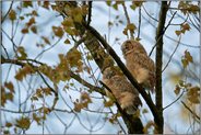 ein kurzes Blinzeln... Waldkauz *Strix aluco* schlafen ganz entspannt hoch oben im Baum, Jungvögel, Waldkauzästlinge kurz vor dem Flüggewerden