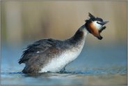 Gefiederschütteln... Haubentaucher *Podiceps cristatus* bei der Gefiederpflege in typischer Pose, schüttelt Wasser aus, glättet Gefieder