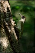 schwieriges Licht... Grünspecht *Picus viridis*, weiblicher Altvogel an einem Baum im Wald