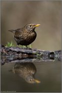 an der Wasserkante... Amsel *Turdus merula*, Amselweibchen kommt zum Trinken und Baden an eine Wasserstelle im Wald