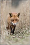 Blickkontakt... Rotfuchs *Vulpes vulpes* schleckt sich mit der Zunge die Nase