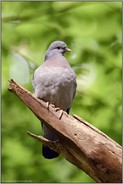 wilde Taube... Hohltaube *Columba oenas* im Wald