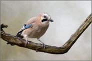 Waldpolizei...  Eichelhäher *Garrulus glandarius* wacht über den Wald