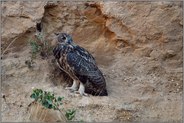 in der Steilwand... Europäischer Uhu *Bubo bubo* in einer Sandgrube in Nordrhein-Westfalen (Niederrhein)